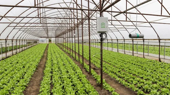 Enten IoT equipment in a polytunnel